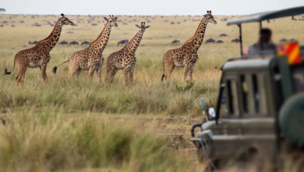 girafee jeep