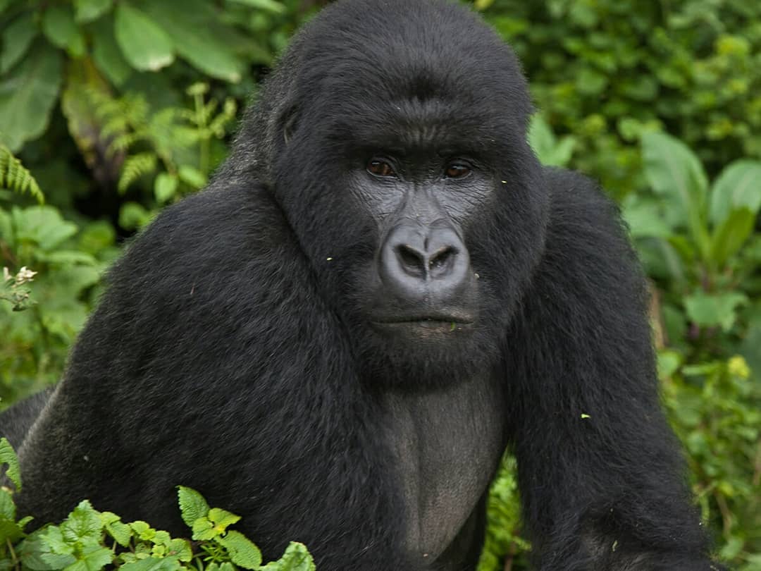 Baboon in nyugwe national park