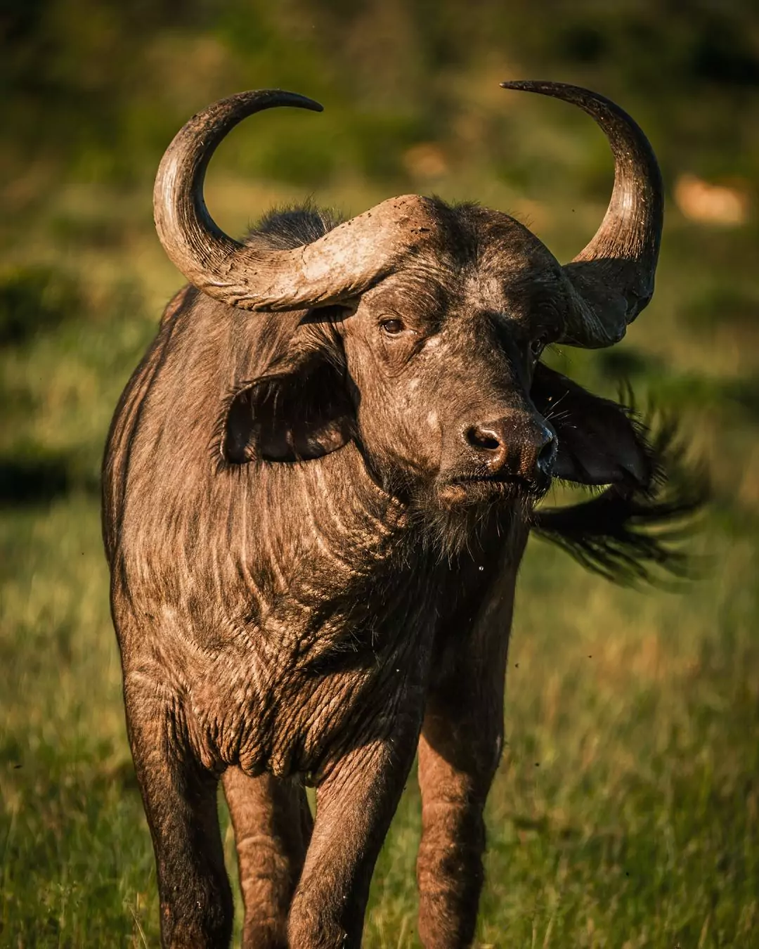 buffalo in maasai mara