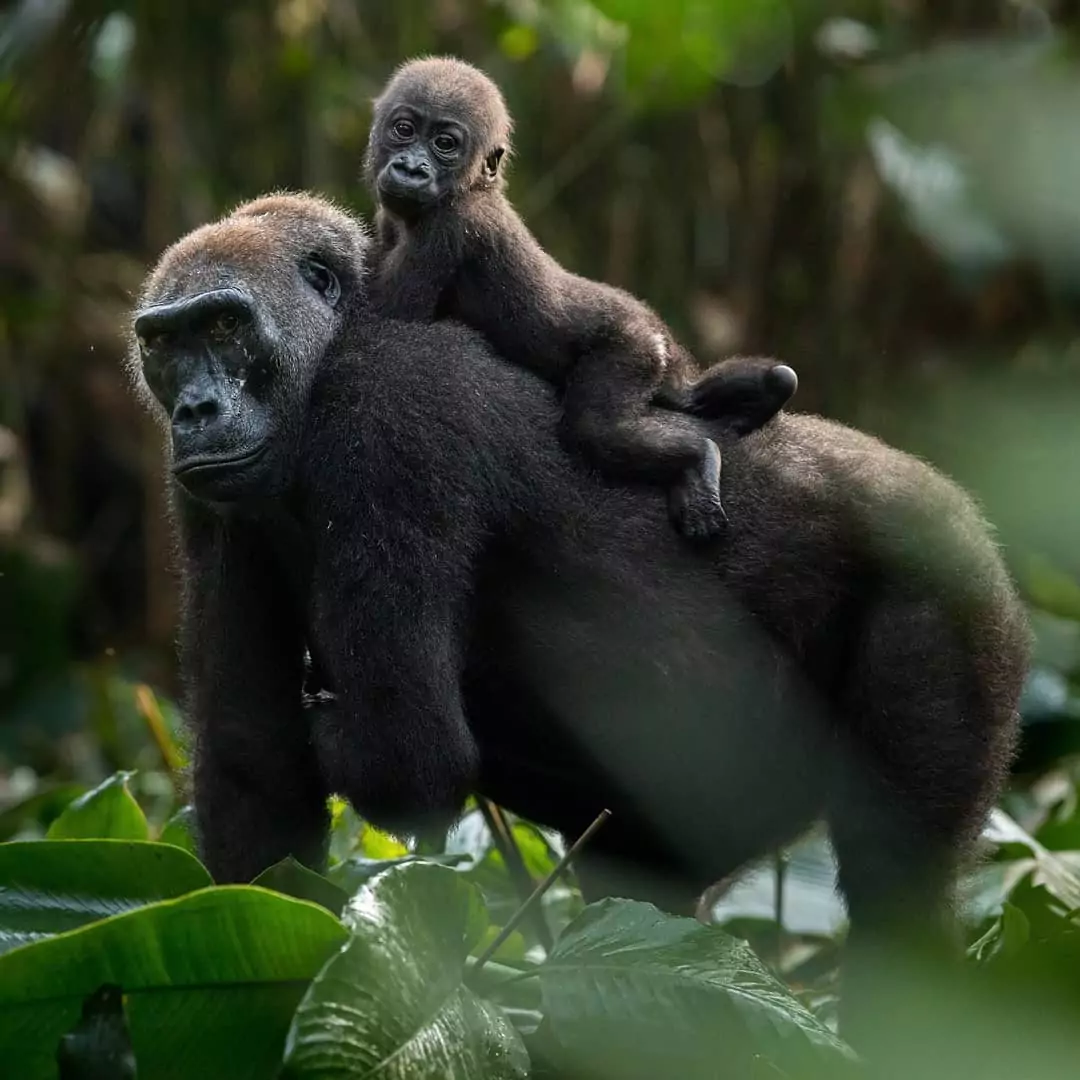 Baboon in Bwindi national park