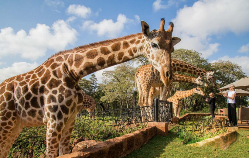 3 Hours Karen Blixen and the Giraffe Centre