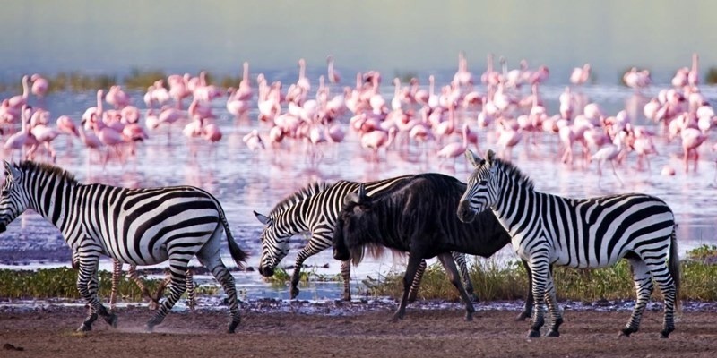 7 Day bird viewing via L Nakuru National park