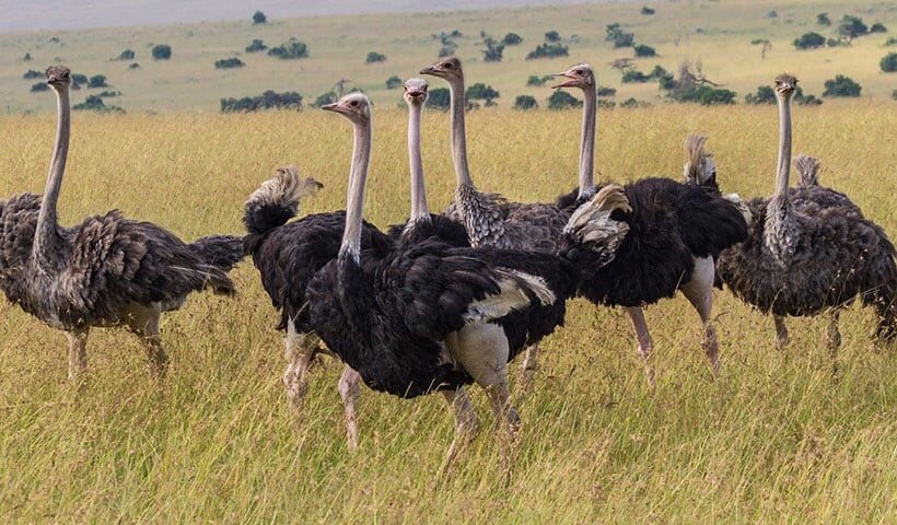 6 Day Bird viewing via Amboseli National Park.