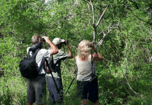 7 Day Birdwatching Arabuko sokoke Forest.