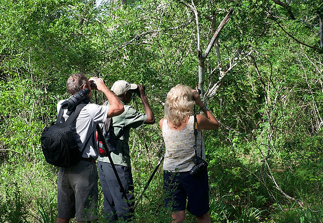 7 Day Birdwatching Arabuko sokoke Forest.